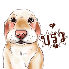 Raffy cute golden retriever dog