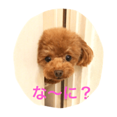 Toypoodle Lilo 1