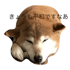 shiba inu chanpukun