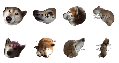shiba inu chanpukun