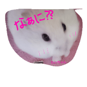 hamster cute