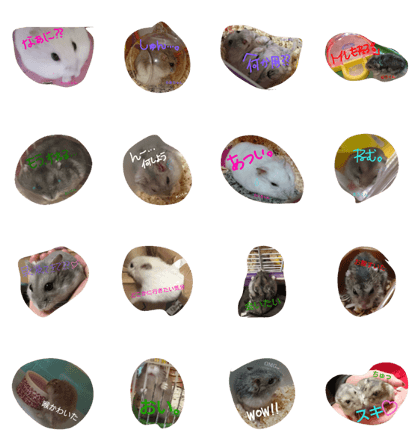 hamster cute