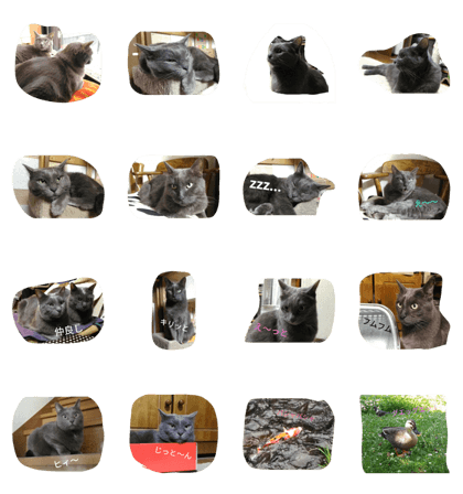 Daily life of prim cat.
