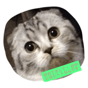 yanakatotomaru cat