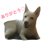 WHITE DOG HANA