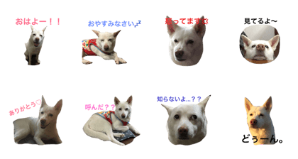 WHITE DOG HANA