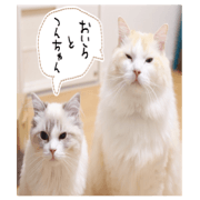 Naru and Tsun