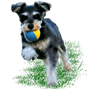 Miniature Schnauzer NES