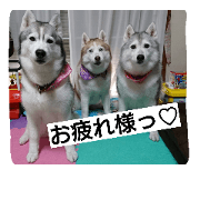 SB husky's