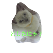 tonkinese cat stamp