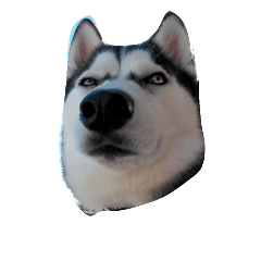 my dog ku