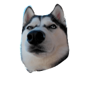 my dog ku