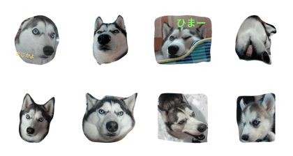 my dog ku