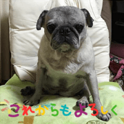 Pug Win