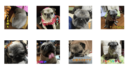 Pug Win