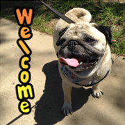 PUG MAMBO