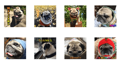 PUG MAMBO