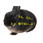 Rabbit's name is Meronosuke.
