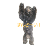 pomapoopop