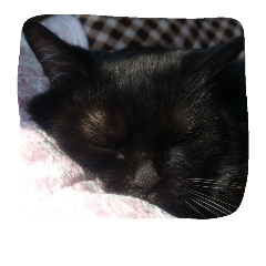 LOVE CAT STAMP