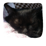 LOVE CAT STAMP