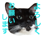 Nyanko stamp