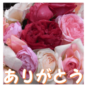 Greetings message of the rose_RPdR_J