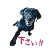 ugly black Lab