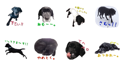 ugly black Lab