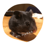 black hamster