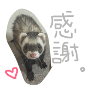 ferret.cute.