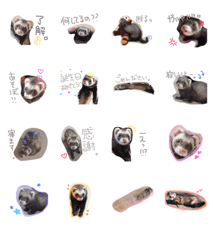 ferret.cute.