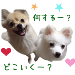 Real DOG Pomeranian Pomekiti & Yukiti