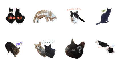 cute cats in my house