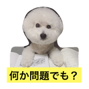 bichon 1