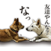 White Swiss Shepherd Dog Loup No.3