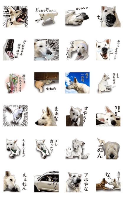 White Swiss Shepherd Dog Loup No.3