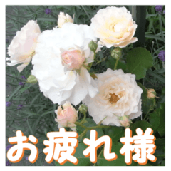 Greetings message of the rose_CC_J