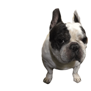 Love  frenchbull