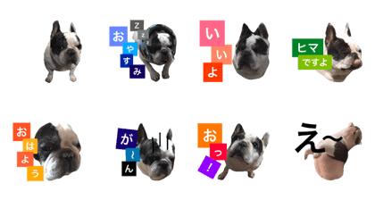 Love  frenchbull