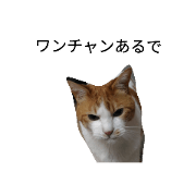 cat riku stamp2.