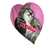 catBABY