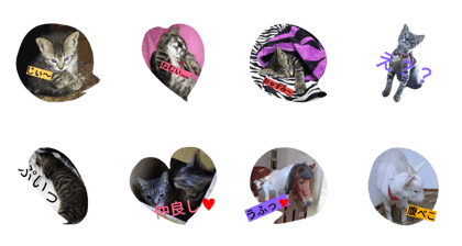 catBABY