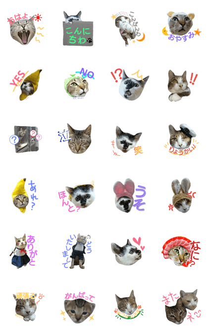 Messyu.Cat's.