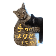 NYAN MEOW 2