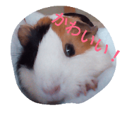 Guinea pigs Yoyo