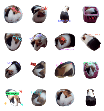 Guinea pigs Yoyo