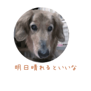 dogs hellow