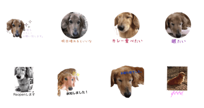dogs hellow
