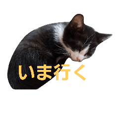 cat and cat and cat and dog